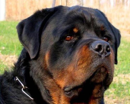 罗威纳吃瓜群众是真的吗,真相揭秘