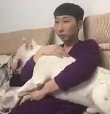 斗牛犬吃瓜群众