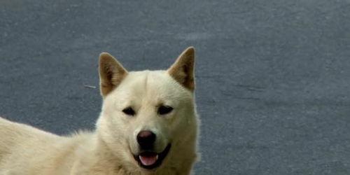 吃瓜群众小黄毛,吃瓜群众的独特视角